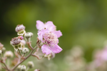 Wild blackberry flowers and buds blooming in spring