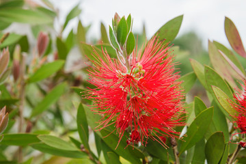 Persian silk tree red flowers