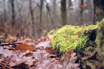 Close-up of green moss on an old rotting tree trunk lying on the forest floor on a wet and moody January day in Bavaria, Germany