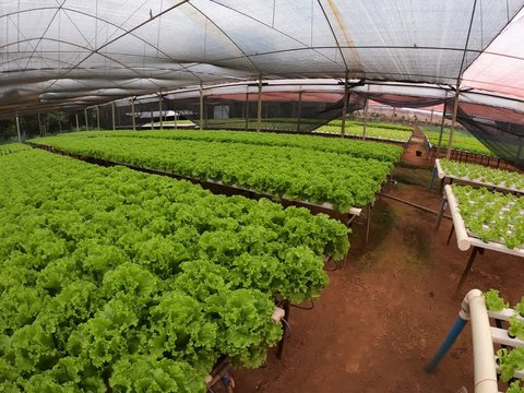 HORTA SUSPENSA
