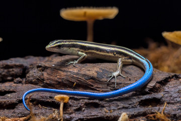 Emoia caeruleocauda, (Blue tailed skink) commonly known as the Pacific bluetail skink, is a species...