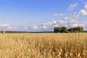 Field of oats on a sunny summer day. Agriculture concept.
