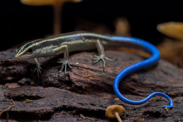 Emoia caeruleocauda, (Blue tailed skink) commonly known as the Pacific bluetail skink, is a species...