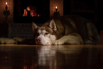 Fototapeta na wymiar Dog siberian husky lies in the living room in front of the fireplace with fire