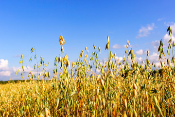 Obraz premium Field of oats on a sunny summer day. Agriculture concept.