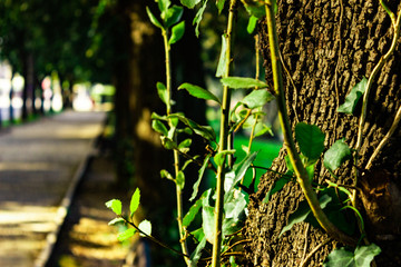 toma aislada de ramas de árbol primaverales