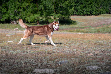 Gorgeous muscular husky running across the field. Side view Siberian husky beautifully running with smile and tongue hanging out