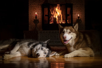 Portrait of two Siberian husky dogs lying by the fireplace