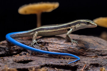 Emoia caeruleocauda, (Blue tailed skink) commonly known as the Pacific bluetail skink, is a species...