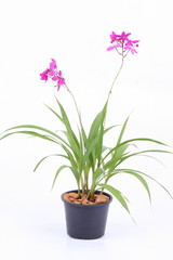 Pink orchid in pot on white background