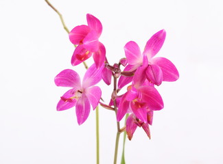 Obraz na płótnie Canvas Pink orchid on white background