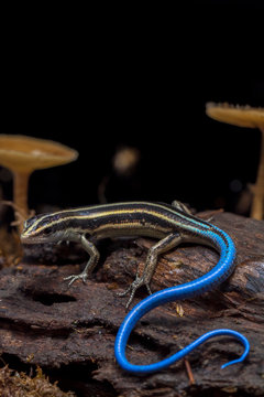 Emoia caeruleocauda, (Blue tailed skink) commonly known as the Pacific bluetail skink, is a species of lizard in the family Scincidae.