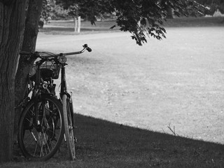 Black and white image of two bicycles by a tree in a park