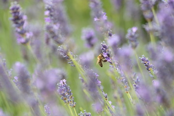 Lavendel Biene © ViStFo