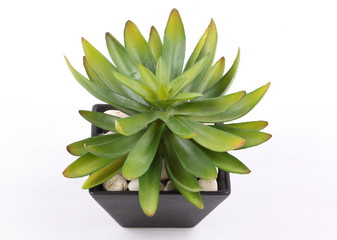 Agave in pot on white background 