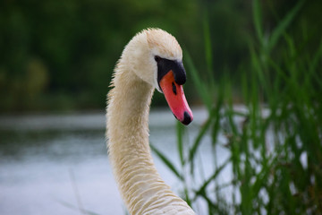 Fototapeta premium Schwanenportrait