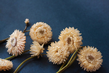 White helichrysum flowers on a dark background. Copy space for text.