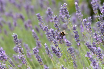 Lavendel Hummel