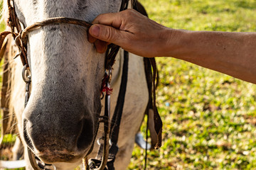 Close up Man's hand holds the reins of the horse at sun set with