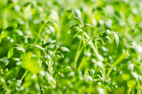 Garden cress sprouts, macro food photo. Front view of cress, also pepperwort or peppergrass, Lepidium sativum, a fast-growing edible herb. Green seedlings and young plants of a healthy microgreen.