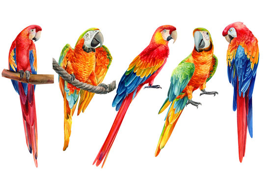 Set Of Parrots On An Isolated White Background, Watercolor Illustration, Clipart Tropical Birds