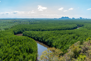 High angle view of the winding mangrove forest