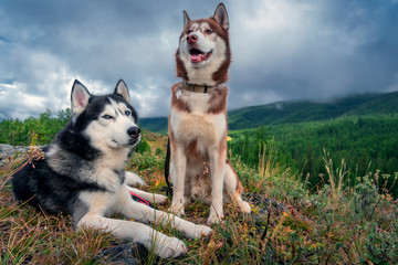 Siberian husky dogs on the background of a mountain landscape with coniferous forest and rain clouds