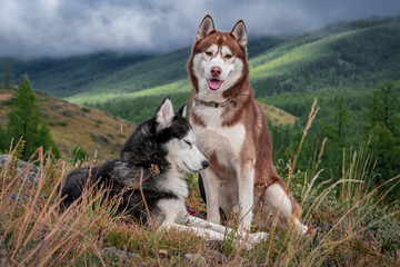Beautiful husky dogs, walk in the mountains. Siberian husky dogs on the background of a mountain landscape with coniferous forest and rain clouds