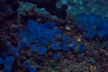 underwater sponge marine life / coral reef underwater scene abstract ocean landscape with sponge