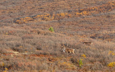 Barren Ground Caribou Bulls in Autumn in Alaska