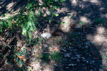 Eichhörnchen sucht nach Essen