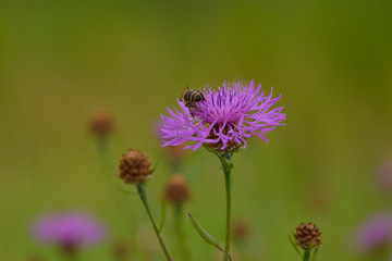 Wiesen-Flockenblume (Centaurea jacea)	
