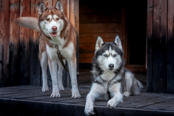 Couple of blue-eyed husky dogs. Portrait of two Siberian huskies on the porch of an old wooden house.