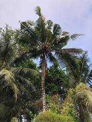 Fototapeta na wymiar Bali Palm