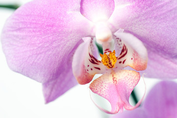 Close up shot of an orchid