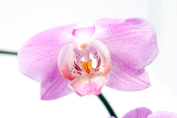 Close up shot of an orchid