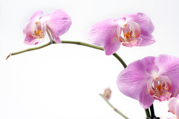 Naklejka na ściany i meble Close up shot of an orchid