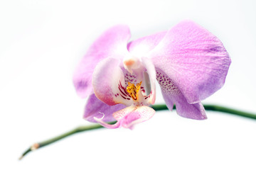 Fototapeta na wymiar Close up shot of an orchid