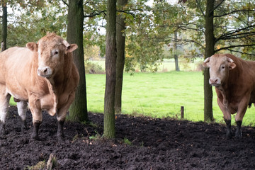 Huge pedigree limosine bull cow grazing in the sun on a summer meadow between the trees