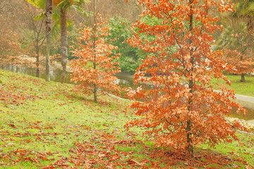 arboles de hojas rojas en medio del bosque y rodeados de hierba y otros árboles, árbol, rojo, anaranjada, otoñal, caer, bosque, hojas, naturaleza, paisaje, 