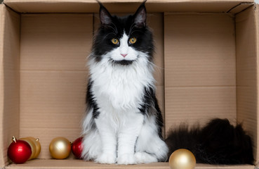 Katze in Schachtel mit Christbaumkugeln