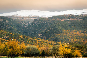 The mountains of Lebanon were once shaded by thick cedar forests and tree is the symbol of country....