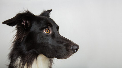 Close up profile portrait of adorable purebred Border Collie looking away curious isolated on gray background with copy space. Serious black and white dog attentive glance. © 1STunningART