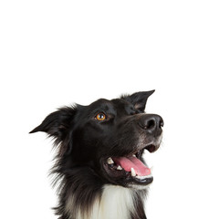 Closeup portrait of a cheerful purebred Border Collie dog looking up isolated on white background...