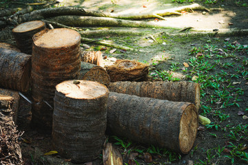 Logs that are cut on the floor