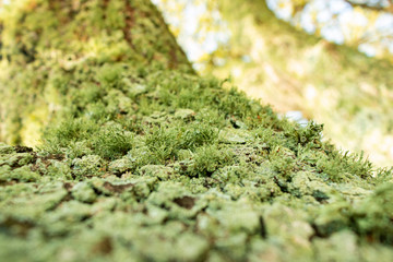 Obraz premium green moss on a tree