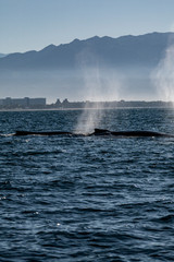 Humpback whales swimming off the coast of Puerto Vallarta, Mexico.  