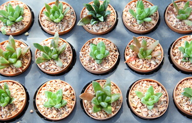 Small decorative cactus in pot 