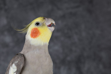 Cockatiel open beak Portrait isolated on gray background, best parrot pictures. copy space
