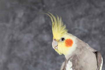 Obraz premium Cockatiel fluffy Portrait isolated on gray background, best parrot pictures. copy space, funny face